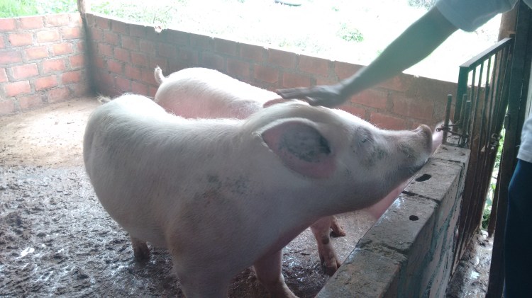 IMG_20150502_152250182